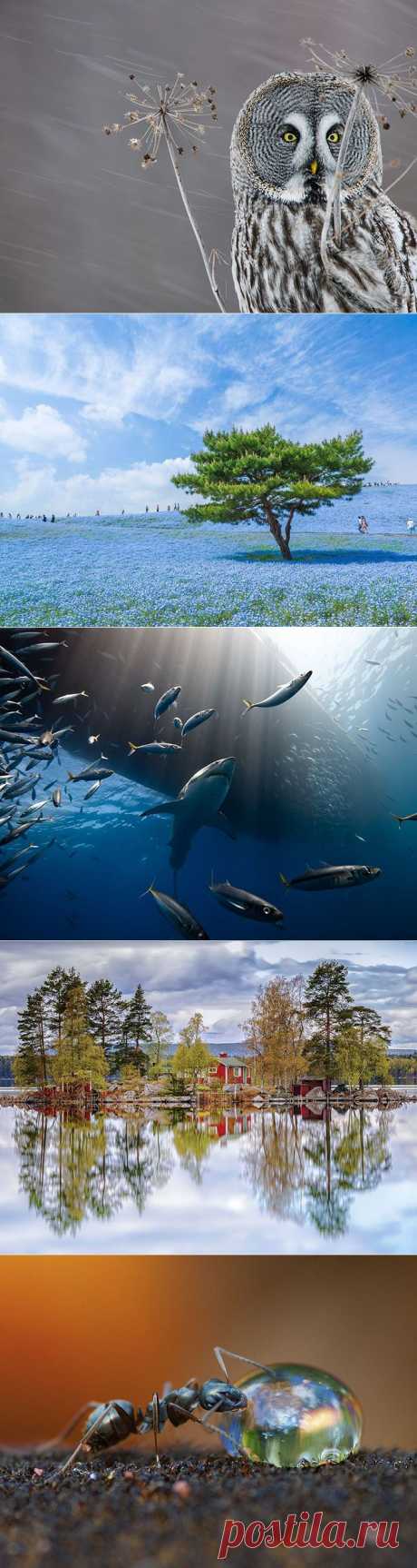 Лучшие фотографии National Geographic ноября 2014 | Полезные советы