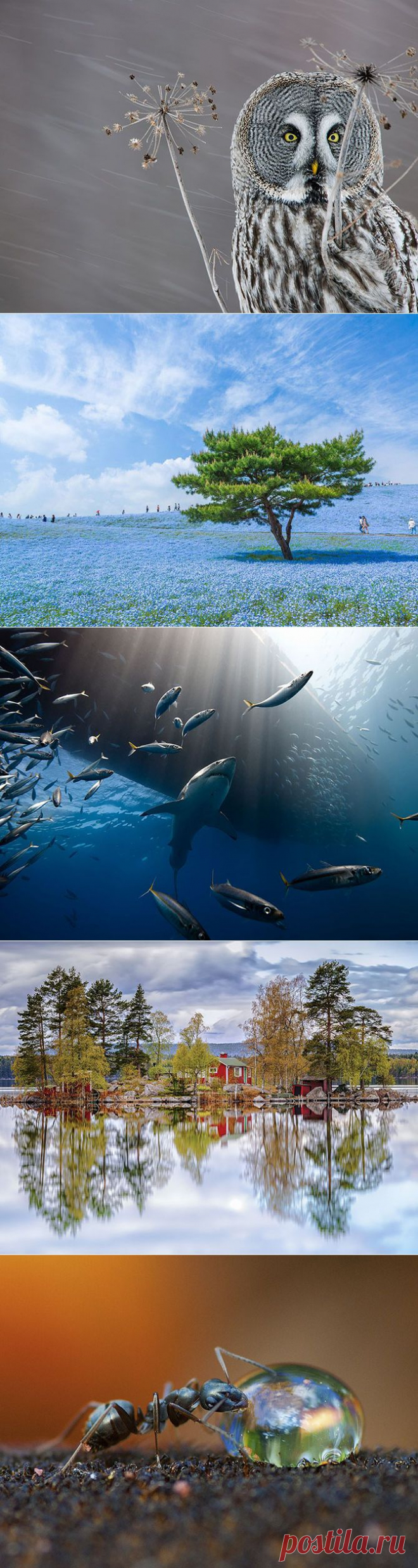Лучшие фотографии National Geographic ноября 2014 | Полезные советы
