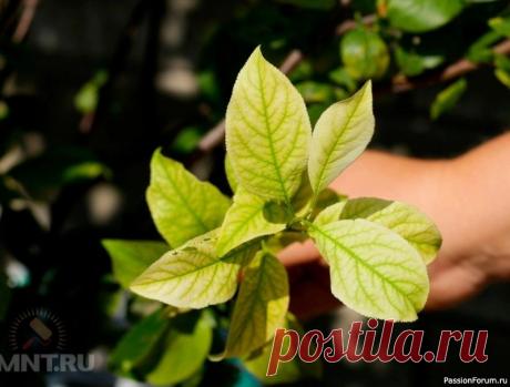 Что такое хлороз растений и как с ним бороться? Выявить хлороз растений просто &mdash; листья начинают выцветать, желтеть, бледнеть, зачастую зелёными остаются лишь прожилки. Видно, что растение страдает, засыхает и может погибнуть. Мы расскажем, что такое хлороз растений, по каким причинам возникает и как с ним бороться.При хлорозе...