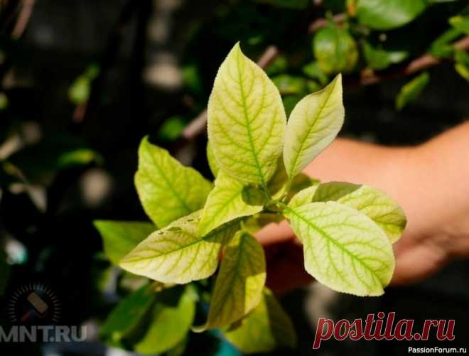 Что такое хлороз растений и как с ним бороться? Выявить хлороз растений просто — листья начинают выцветать, желтеть, бледнеть, зачастую зелёными остаются лишь прожилки. Видно, что растение страдает, засыхает и может погибнуть. Мы расскажем, что такое хлороз растений, по каким причинам возникает и как с ним бороться.При хлорозе...