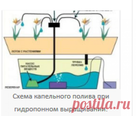 Капельный полив клубники своими руками: приспособления