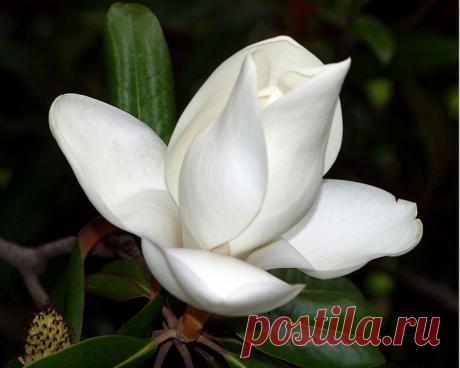 картинки цветов красивые - 464 тыс. картинок. Поиск@Mail.Ru