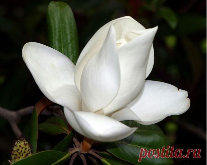 картинки цветов красивые - 464 тыс. картинок. Поиск@Mail.Ru