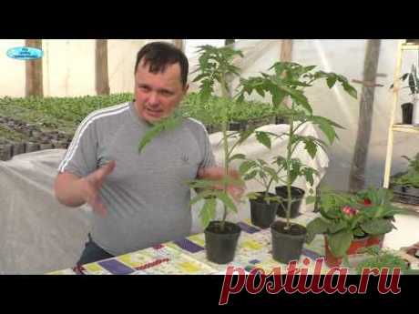 Самый радикальный способ остановить вытягивание томатов!