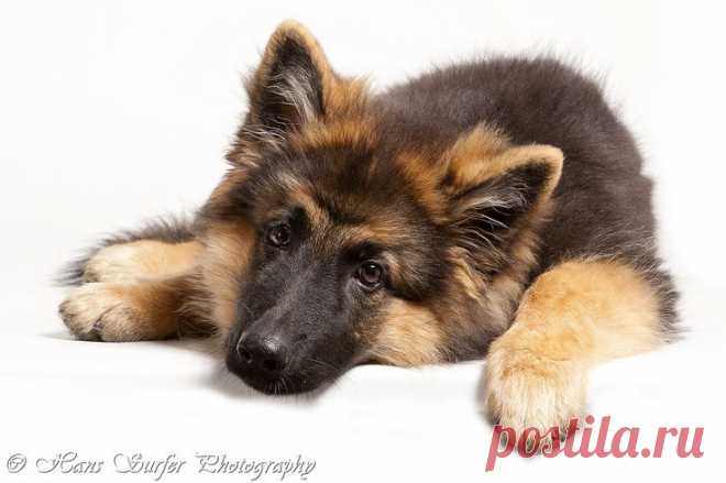 german shepard puppy | Dogs - Shepherds