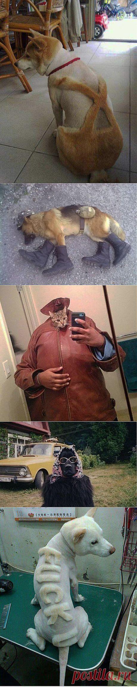 Мой хозяин - идиот! / Писец - приколы интернета