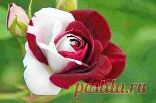 Фото в Google+