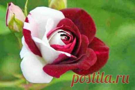 Фото в Google+
