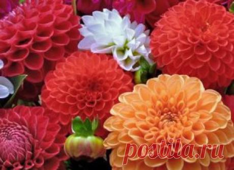 Журнал флориста Jflorist.ru – комнатные растения, садовые растения, лекарственные растения, уход, пересадка, размножение.