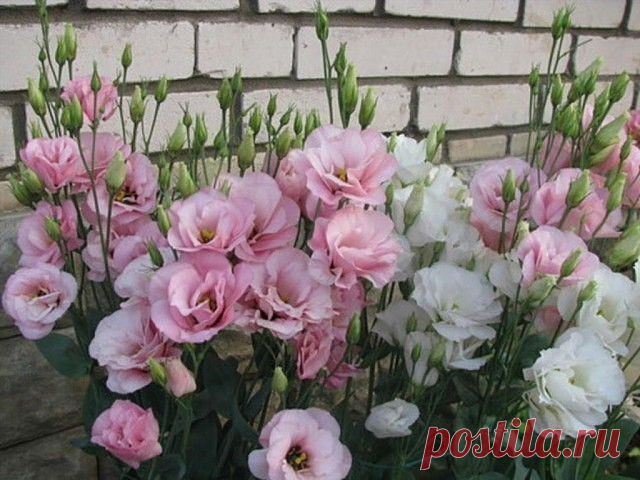 Эустома украсит ваш сад

Эустома – очень привлекательное растение с сизыми, словно покрытыми воском, листьями и крупными воронковидными простыми или махровыми цветками нежных оттенков. Цветки у эустомы крупноцветковой достигают 7–8 см в диаметре. Они бывают самой разной окраски – белые, розовые, лиловые, фиолетовые, белые с цветной каймой и т. д. Полураспустившиеся цветки похожи на бутоны роз, а когда раскроются полностью – на крупные маки. Стебли у эустомы прочные, 80–90 ...