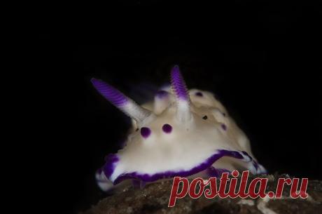 «Моллюск Mexichromis Multituberculata.» — карточка пользователя v2542445 в Яндекс.Коллекциях