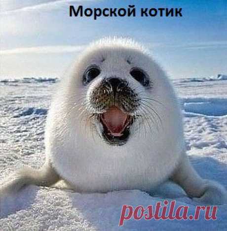 да, да именно котик...