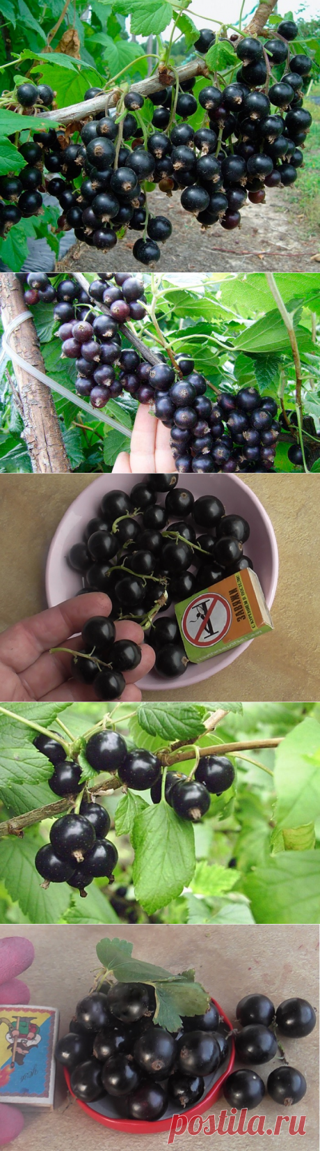 Смородина черная, лучшие сорта, крупная и сладкая.