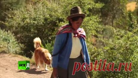 Операция «Бесплодие».