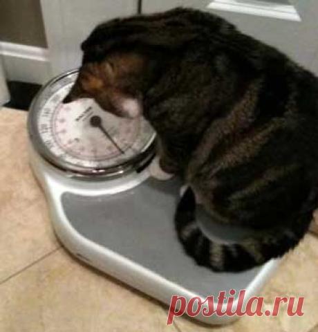 Нормальный вес кошки