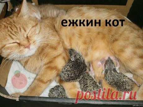 Добродушные шутники