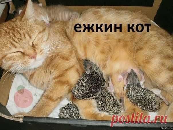Добродушные шутники