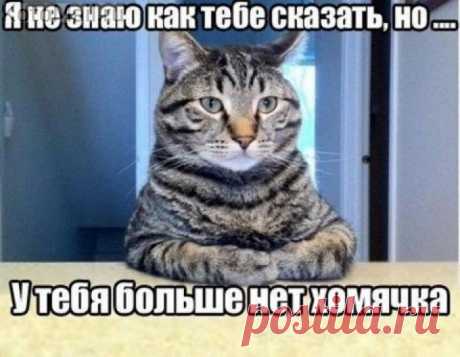 В ожидании завтрака | KotoMail.ru