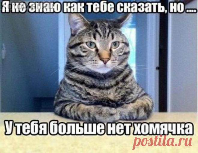 В ожидании завтрака | KotoMail.ru