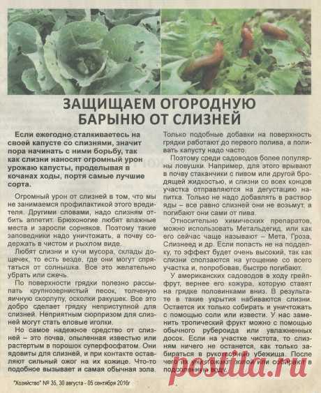 Защищаем капусту от слизней