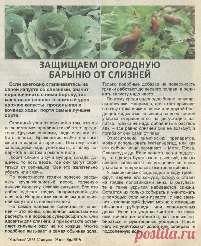 Защищаем капусту от слизней