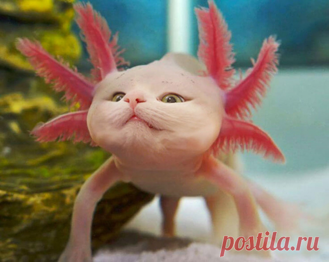 Новые породы кошек или талант в графическом редакторе - Все интересное в искусстве и не только.