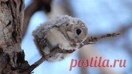 12 доказательств того, что белка-летяга — самый милый зверек на свете ( 13 фото ) . Тут забавно !!!