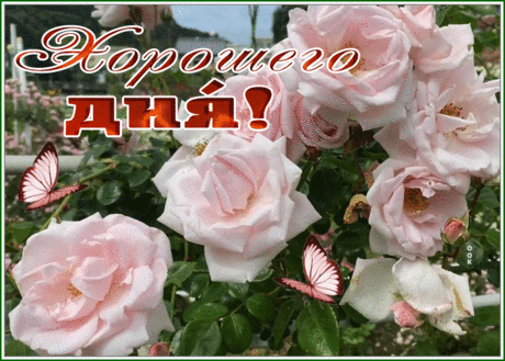 Картинка хорошего дня с прекрасным розовым кустом