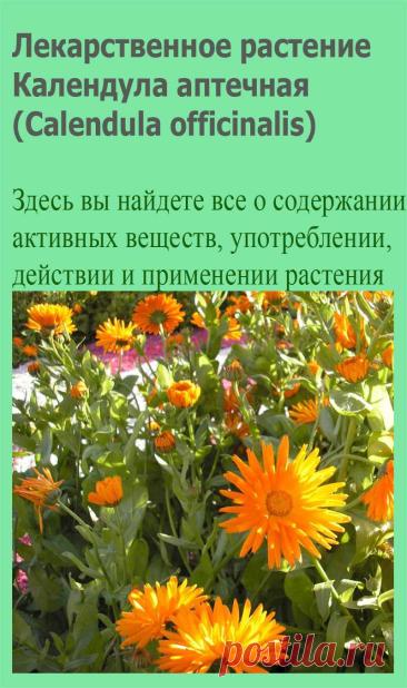Лекарственное растение Календула аптечная (Calendula officinalis). Однолетнее растение высотой 30 и даже 70 см с прямостоячим стеблем с войлочным опушением. Листорасположение очередное, листья с мягким опушением, лопатчатые, слабо зубчатые или цельнокрайние; у похожей на этот вид календулы полевой (С. arvensis) они удлиненно-ланцетные.