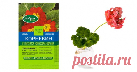 Размножение пеларгонии: подробная инструкция для новичков — Ботаничка