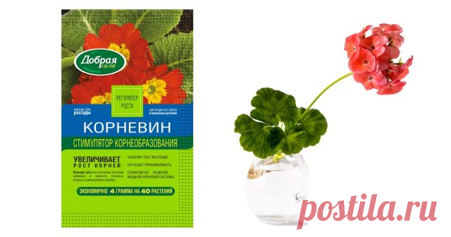 Размножение пеларгонии: подробная инструкция для новичков — Ботаничка