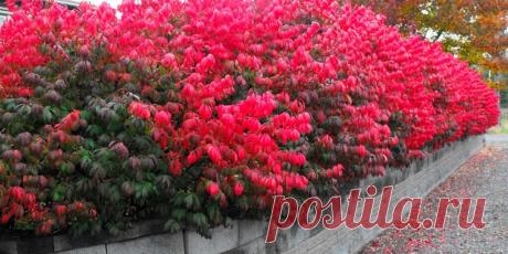 Бересклет в открытом грунте - Сад и огород