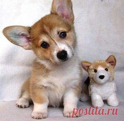 Милые корги