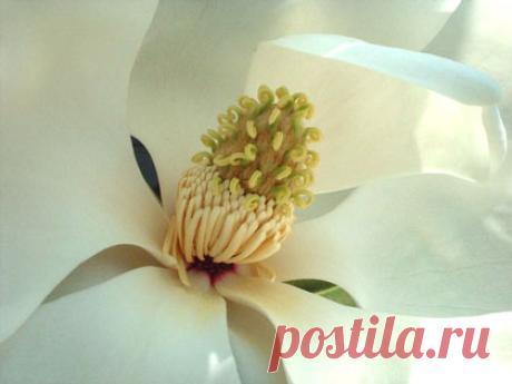 Легенды о магнолии | Vortex Flowers