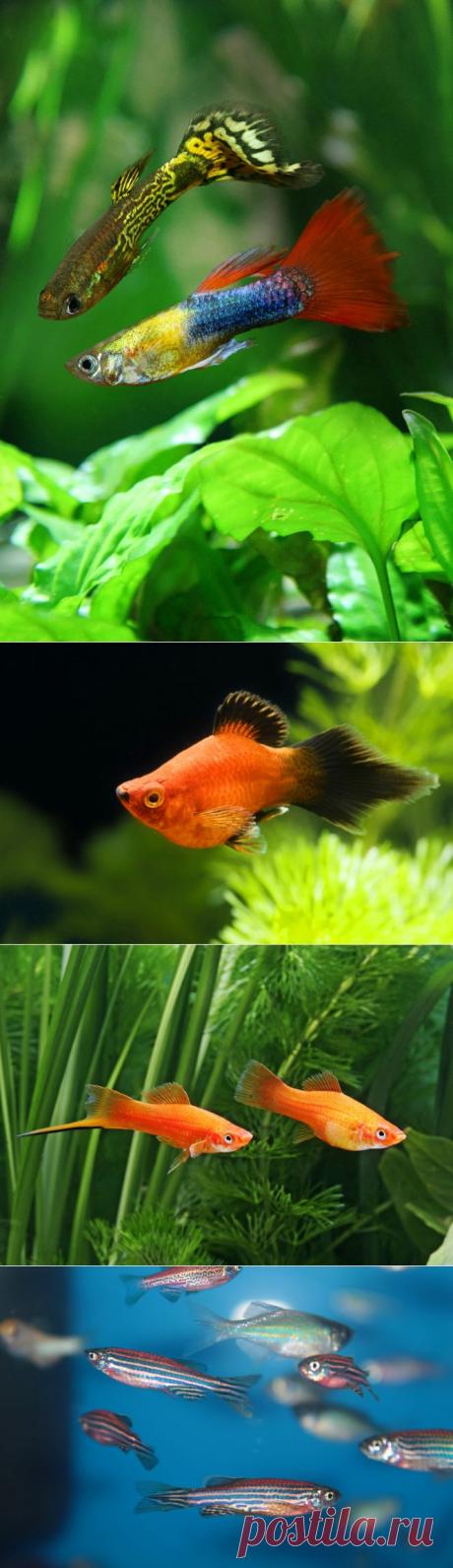 10 самых неприхотливых аквариумных рыбок - Леди Mail.Ru