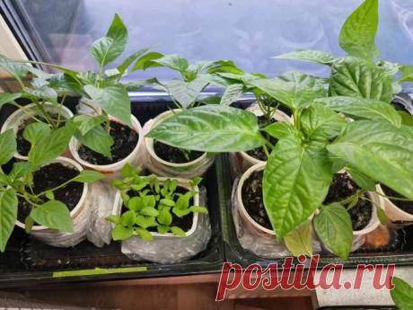 С этим средством прорастут даже старые семена перцев: может позволить себе любой дачник Дачникам рассказали, как приготовить средство для проращивания семян болгарского перца из аспирина и янтарной кислоты.