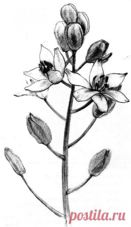 Как рисовать полевые цветы