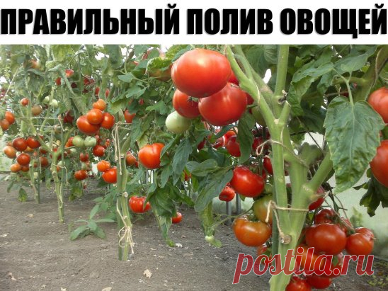 ПРАВИЛЬНЫЙ ПОЛИВ ОВОЩЕЙ
У правильного полива три основных условия: своевременность, регулярность, норма. Как их надо применять для разных овощей летом?
Полив огурцов сверху или в бороздку
Корни огурцов слабые и располагаются в поверхностном слое почвы, который быстро иссушается. К тому же у растений большие листья, они испаряют много воды. Поэтому огурцы поливают часто и методом дождевания.
Впрочем, чтобы корни глубже ушли в почву, растения до появления бутонов можно вообще не поливать, если иду