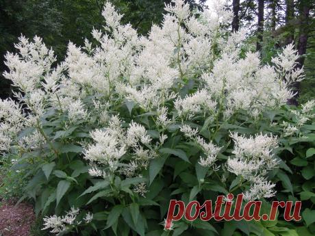 Неувядающая красота с весны до осени