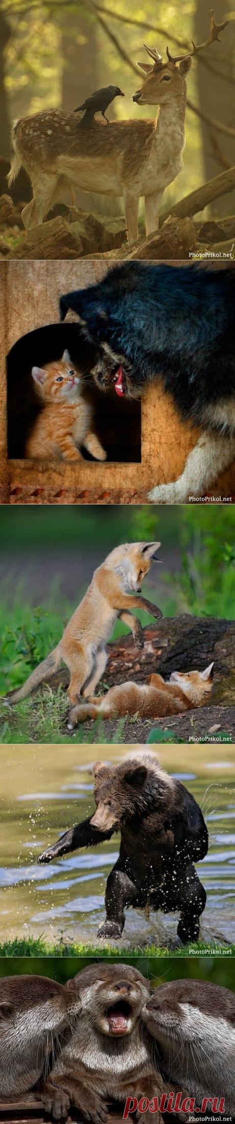 Смешные животные