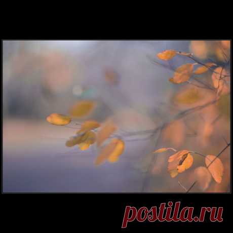 Фотографія *** / Дмитрий Домбровский / photographers.ua