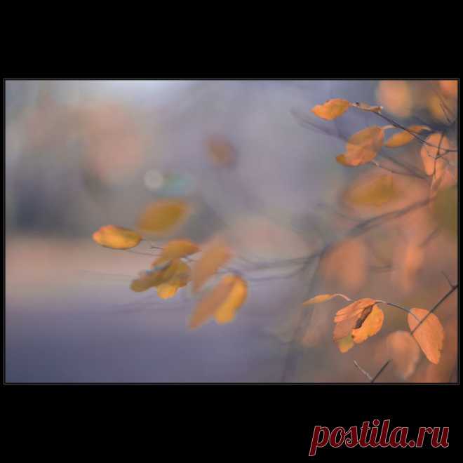 Фотографія *** / Дмитрий Домбровский / photographers.ua