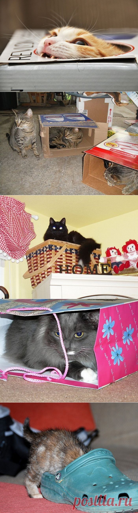 Любимые места кошек