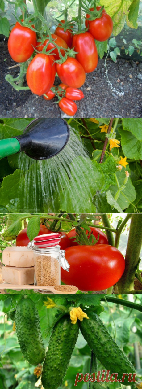 Дрожжевой раствор, который гарантированно спасёт ваши огурцы и помидоры от болезней