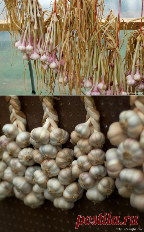 сообщение ksugha_72 : Оптимальный срок уборки чеснока (13:58 12-07-2014) [5486253/330693116] - oshepkowa.elena@mail.ru - Почта Mail.Ru