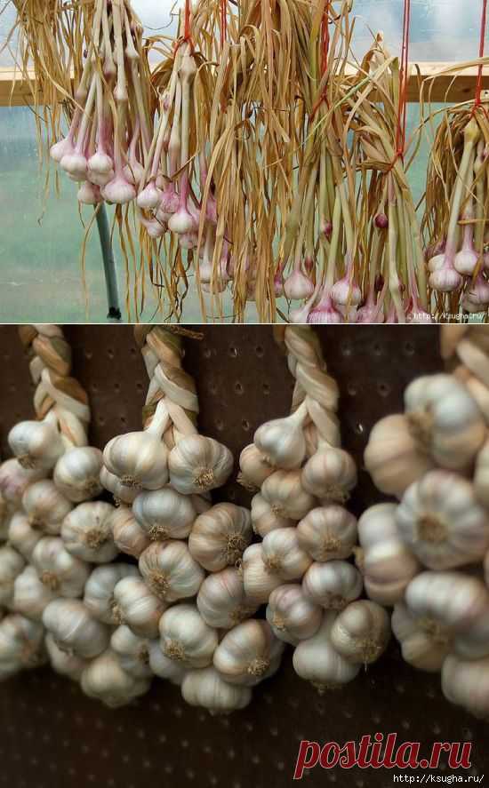 сообщение ksugha_72 : Оптимальный срок уборки чеснока (13:58 12-07-2014) [5486253/330693116] - oshepkowa.elena@mail.ru - Почта Mail.Ru