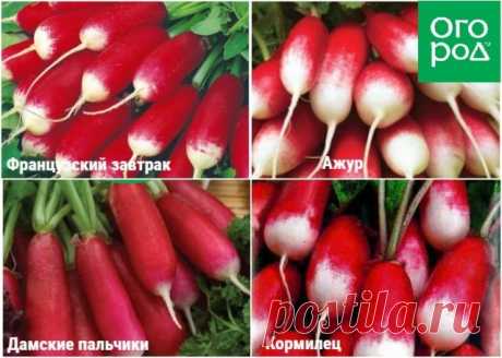 Редис на грядке или на окошке – сорта и условия для быстрого урожая
