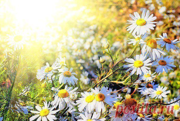 ВСЕ БУДЕТ ХОРОШО, ПОТОМУ ЧТО ПЛОХО УЖЕ НАДОЕЛО!!!
Да зарасти оно все... РОМАШКАМИ!!!)))