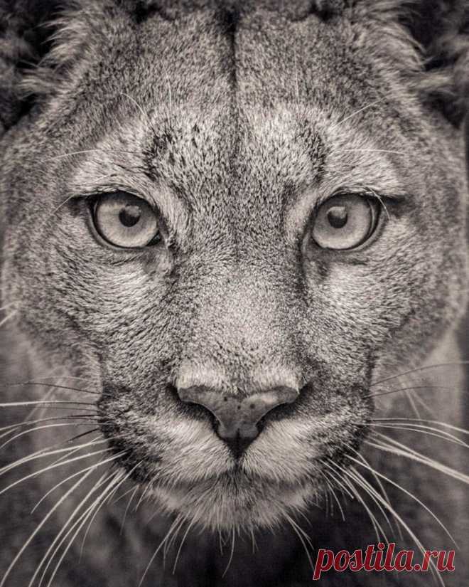 Портреты исчезающих больших кошек фотографа Paul Coghlin — Фотоискусство