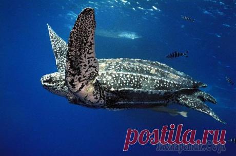 ТОП-7 животных-долгожителей